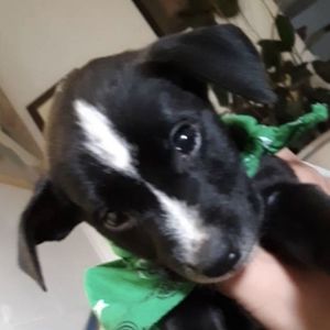 Meet your Posher, Josh